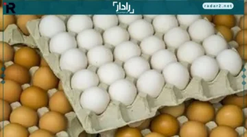 أسعار البيض في كفر الشيخ ترتفع إلى 3 جنيهات الأربعاء 12 نوفمبر 2025